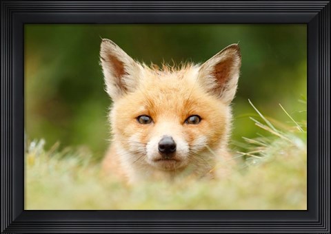 Framed Bad Fur Day Print