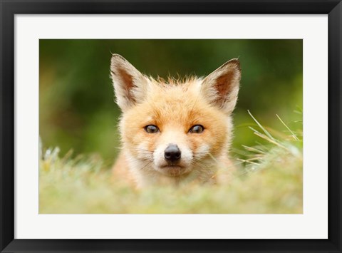 Framed Bad Fur Day Print