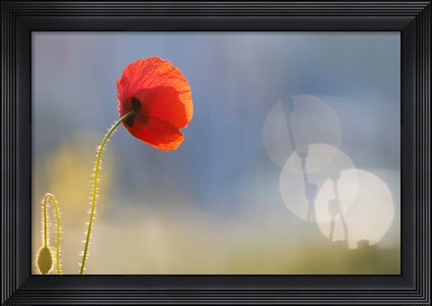 Framed Echoes Print
