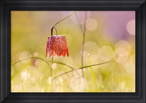 Framed Fairy World I Print