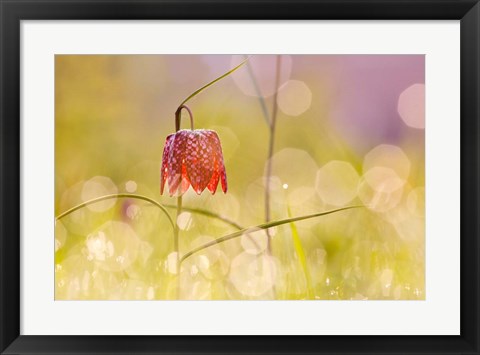 Framed Fairy World I Print