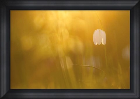 Framed Golden Print