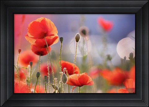 Framed Poppy Delight Print
