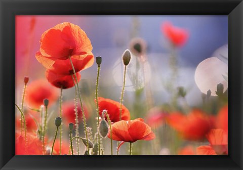 Framed Poppy Delight Print