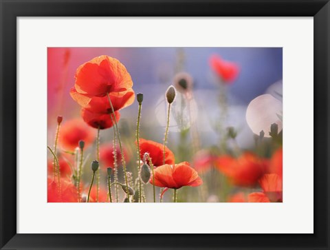 Framed Poppy Delight Print