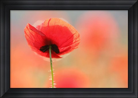 Framed Poppy Dream Print