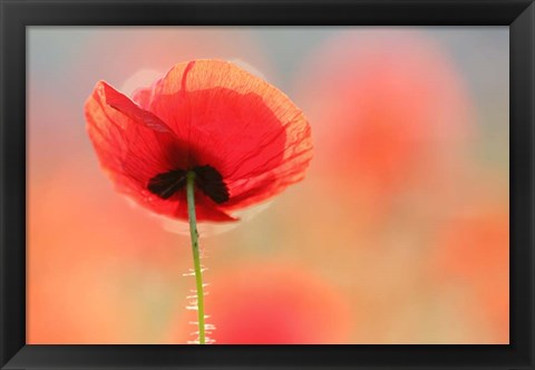 Framed Poppy Dream Print