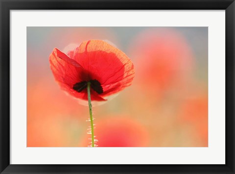 Framed Poppy Dream Print