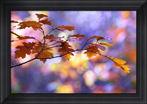 Framed United Colors of Autumn Print