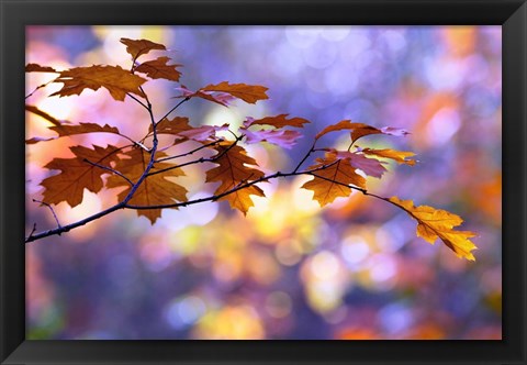 Framed United Colors of Autumn Print