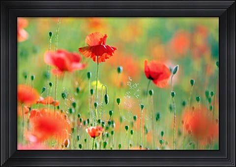 Framed United Colors of Summer Print
