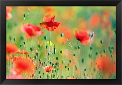 Framed United Colors of Summer Print