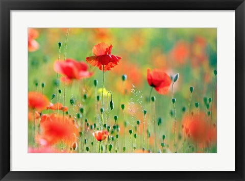 Framed United Colors of Summer Print