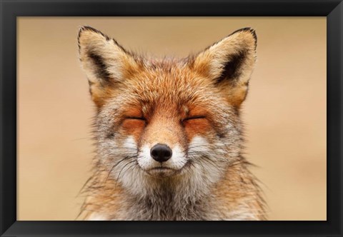 Framed Zen Fox Red Portrait Print