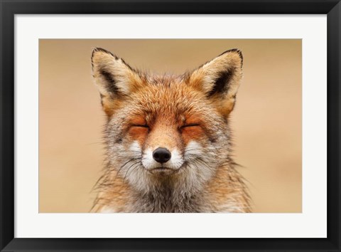 Framed Zen Fox Red Portrait Print