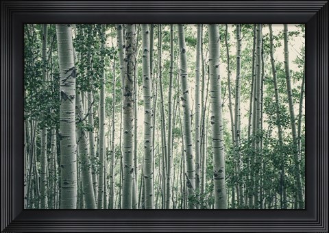 Framed Obscured by Alders Print