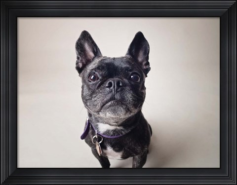 Framed Bailey Print