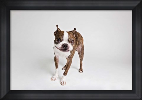 Framed Kevin Print