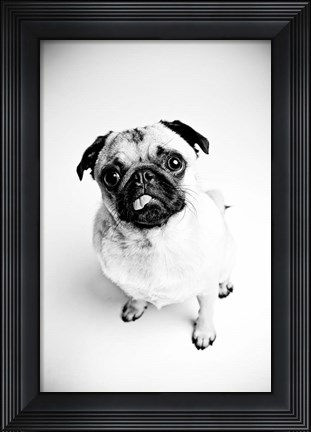 Framed Piggie 7 Print