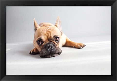 Framed Sad Frenchie Print