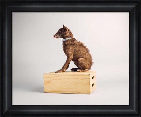 Framed Side Eye Print