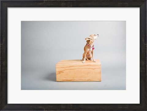 Framed Small Dog, Big World Print
