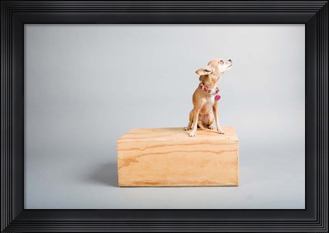 Framed Small Dog, Big World Print