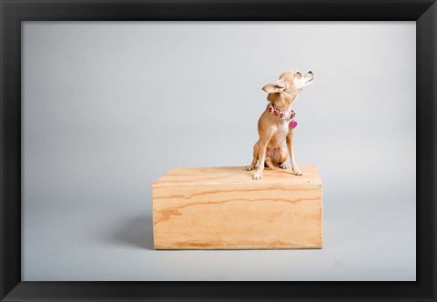 Framed Small Dog, Big World Print