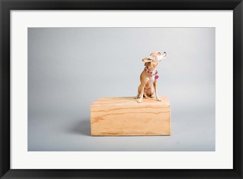 Framed Small Dog, Big World Print