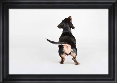 Framed Butt Print