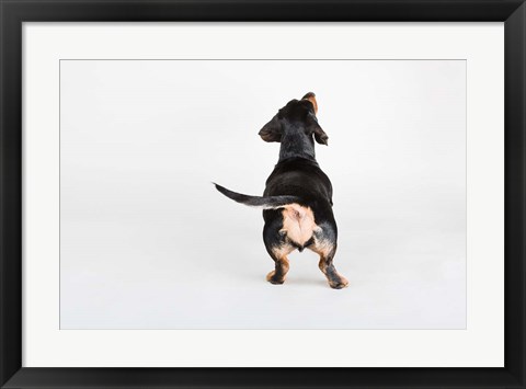 Framed Butt Print
