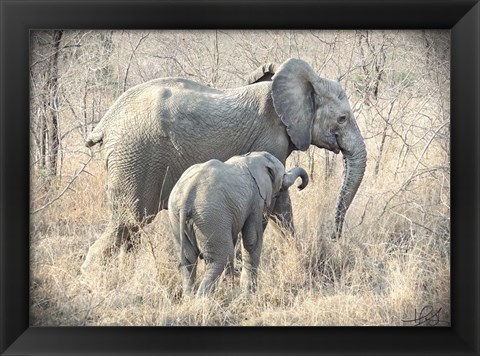 Framed Elephants Print