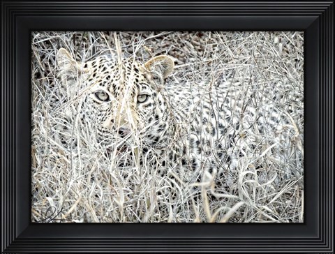 Framed Leopard Print