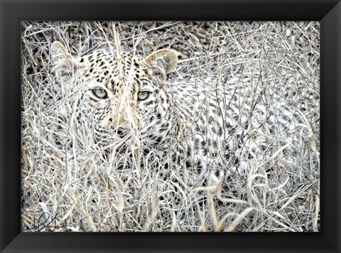 Framed Leopard Print