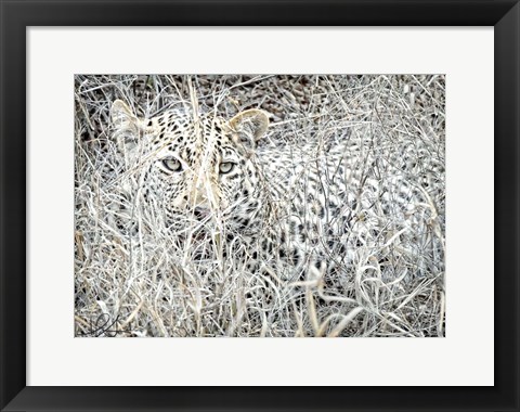 Framed Leopard Print