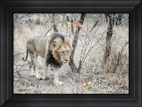 Framed Lion Print