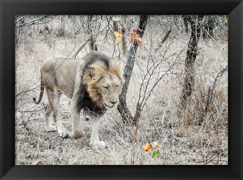 Framed Lion Print