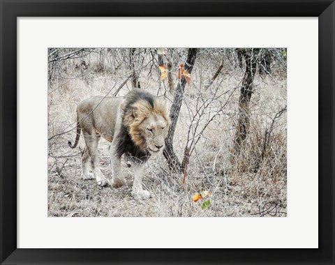 Framed Lion Print