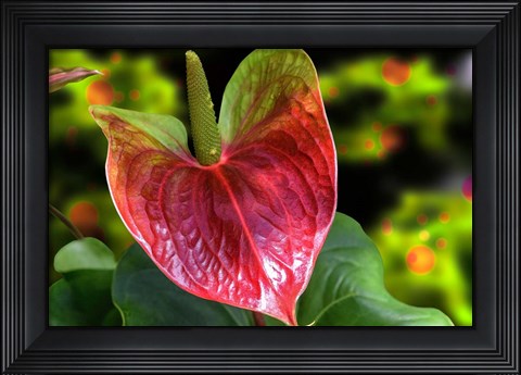 Framed Antherium Print
