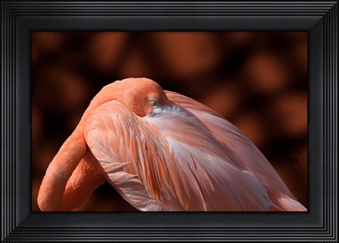 Framed Flamingo Print
