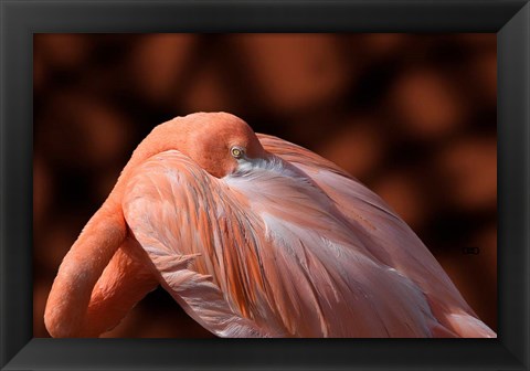 Framed Flamingo Print