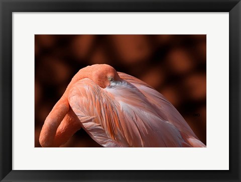 Framed Flamingo Print