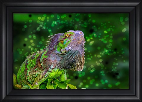 Framed Green Iguana Print