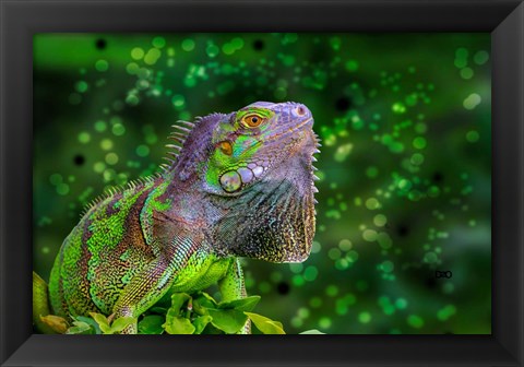 Framed Green Iguana Print