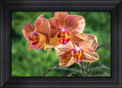 Framed Orange Orchid Print