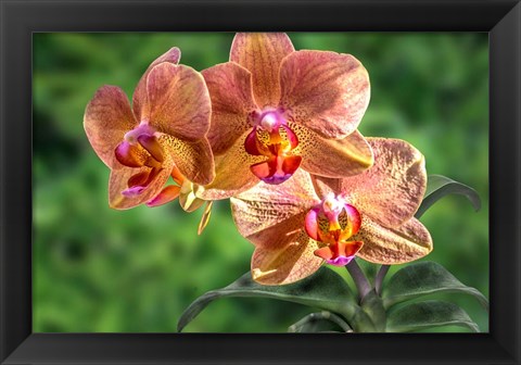 Framed Orange Orchid Print