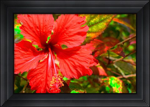 Framed Red Hibiscus Print