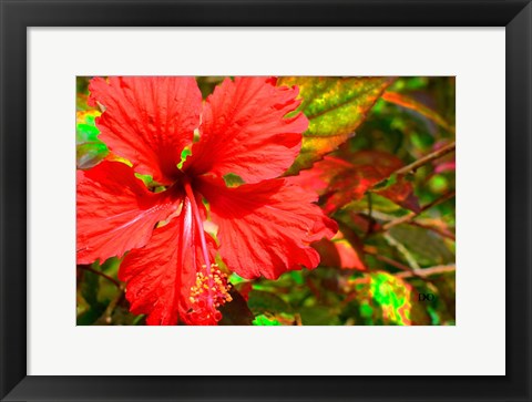 Framed Red Hibiscus Print