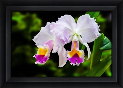 Framed White, Yellow and Fuchsia Orchids Print