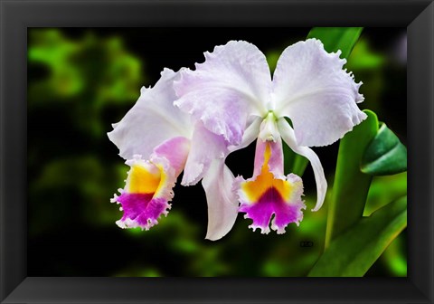 Framed White, Yellow and Fuchsia Orchids Print